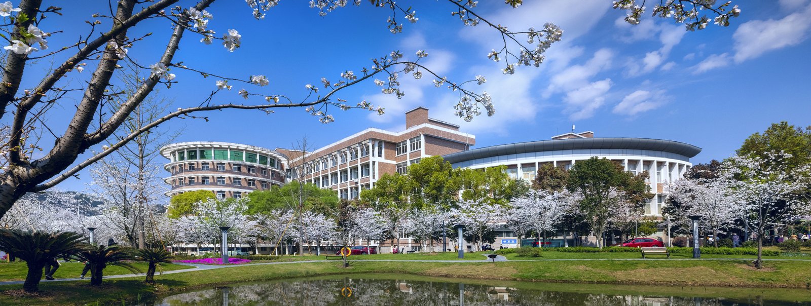 Cherry Blossoms on Campus